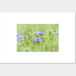 Little Honey Bee and Blue Cornflowers Posters and Art